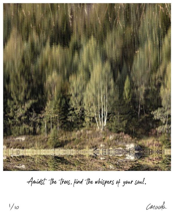 Forest Reflections Print - Amidst the Trees, Signed and Numbered