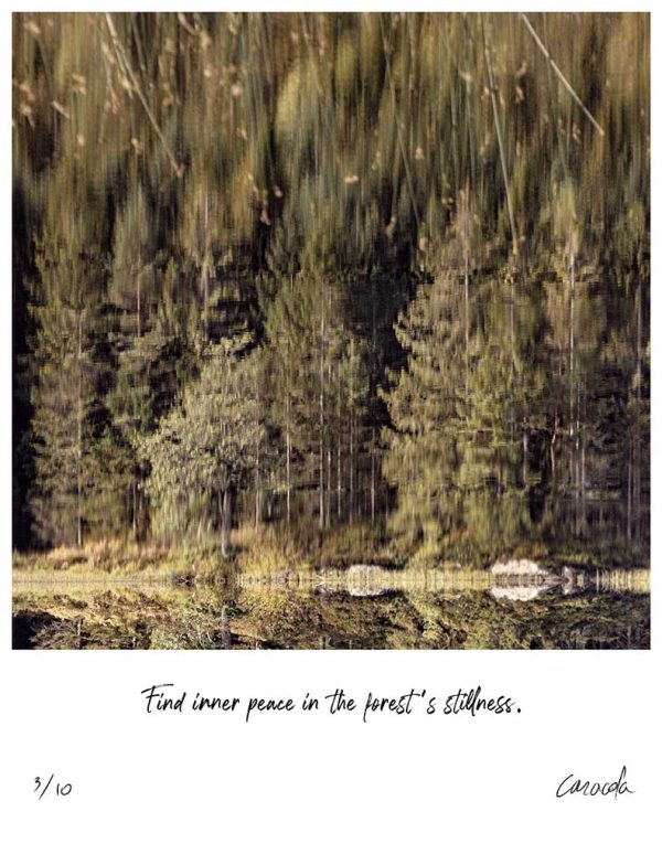 Lake Reflections in Nature - Find Inner Peace in the Forest's Stillness