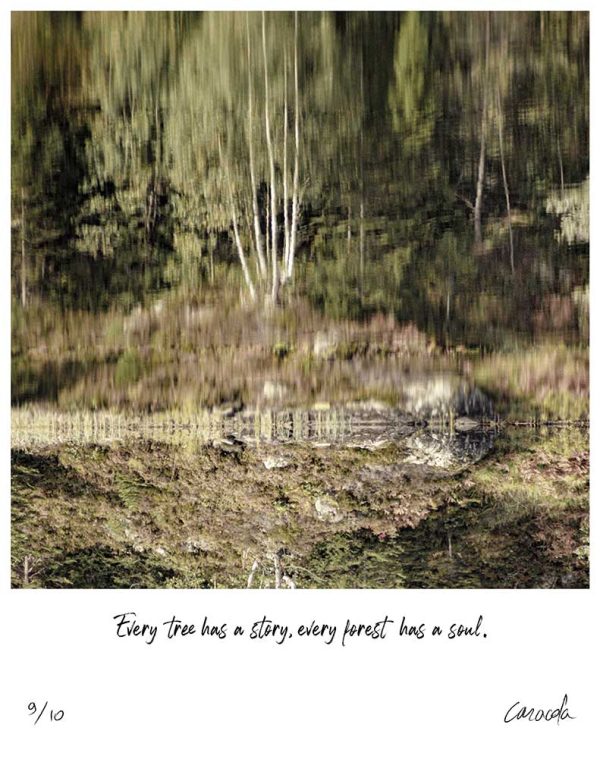 Abstract Nature Photography with phrase "Every tree has a story, every forest has a soul"